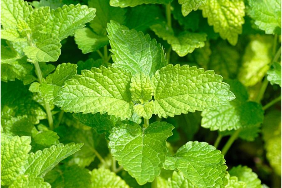 frehs lemon balm, melissa officinalis.