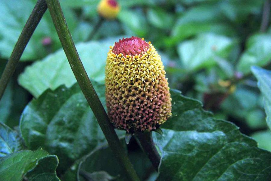 Paracress, acmelia oleracea.