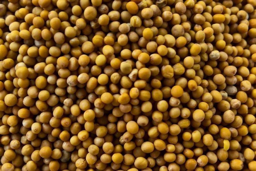 Mustard seed.