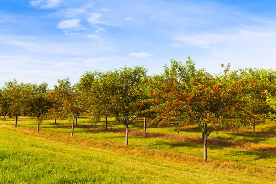Cherry orchard in Michigan.