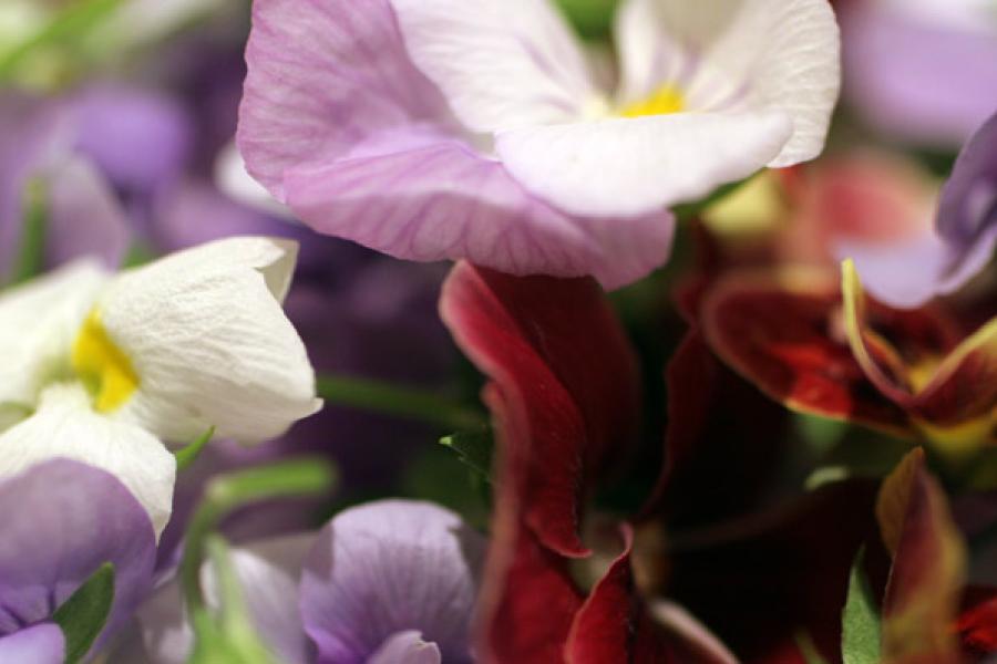 Detail of edible flowers.
