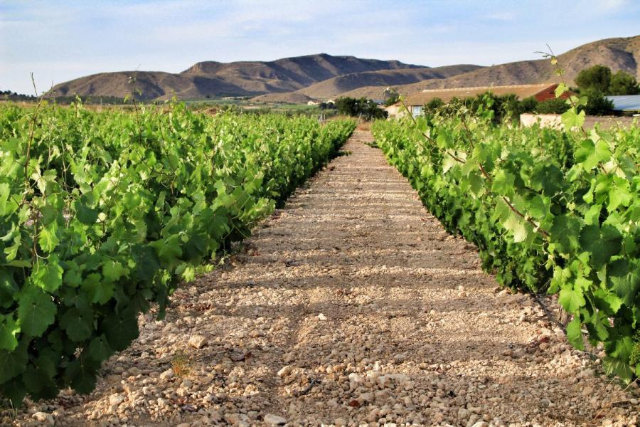 Green vines under a blue sky in Jumilla.
