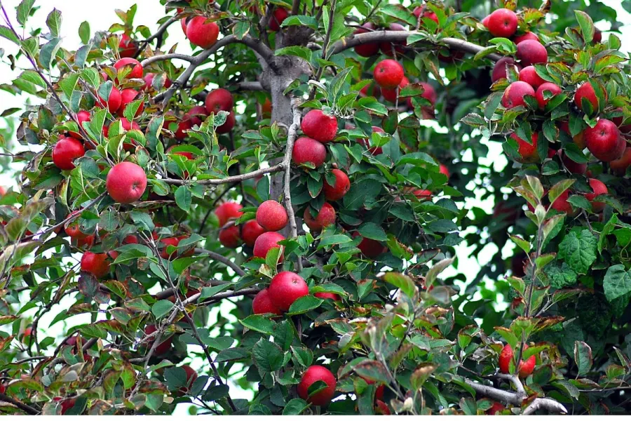 Red delicious apples, the main varitey grown in Washington.
