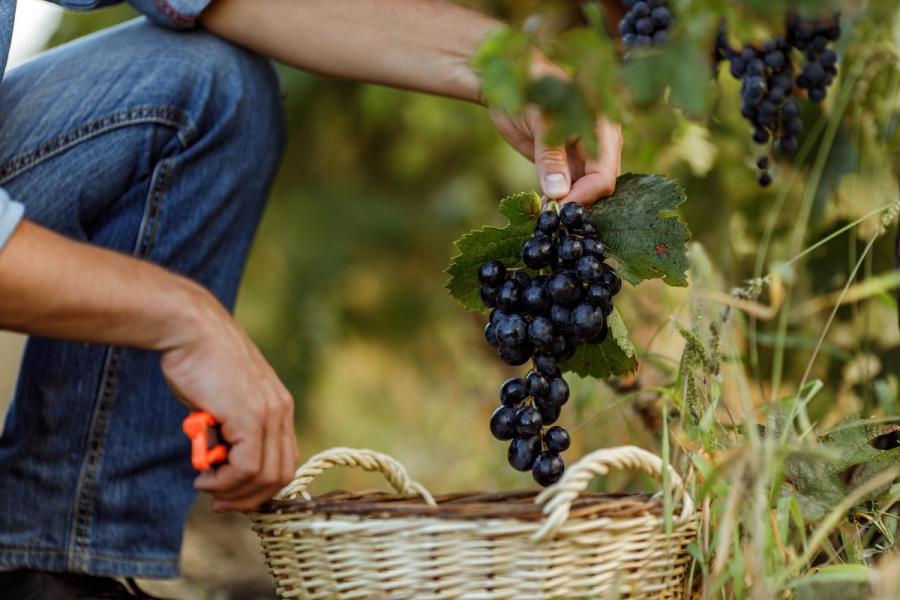 A man picking grapes for a winery.