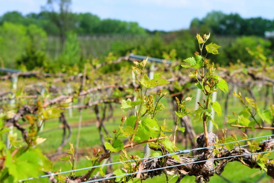 A vineyard in early spring with grapevines sprouting fresh green leaves and buds, supported by wire trellises, against a backdrop of lush greenery.