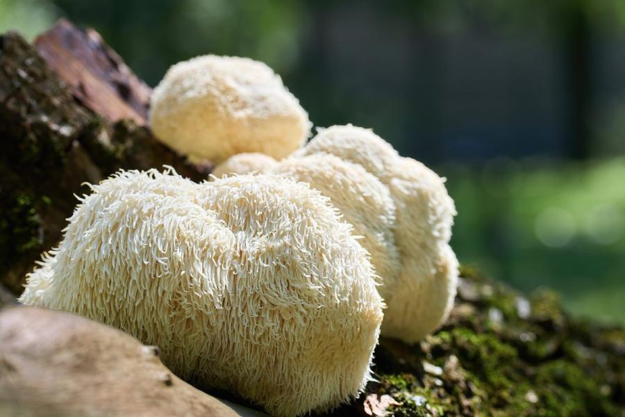 Fresh lion's mane mushrooms growing on a mossy tree trunk in the forest.