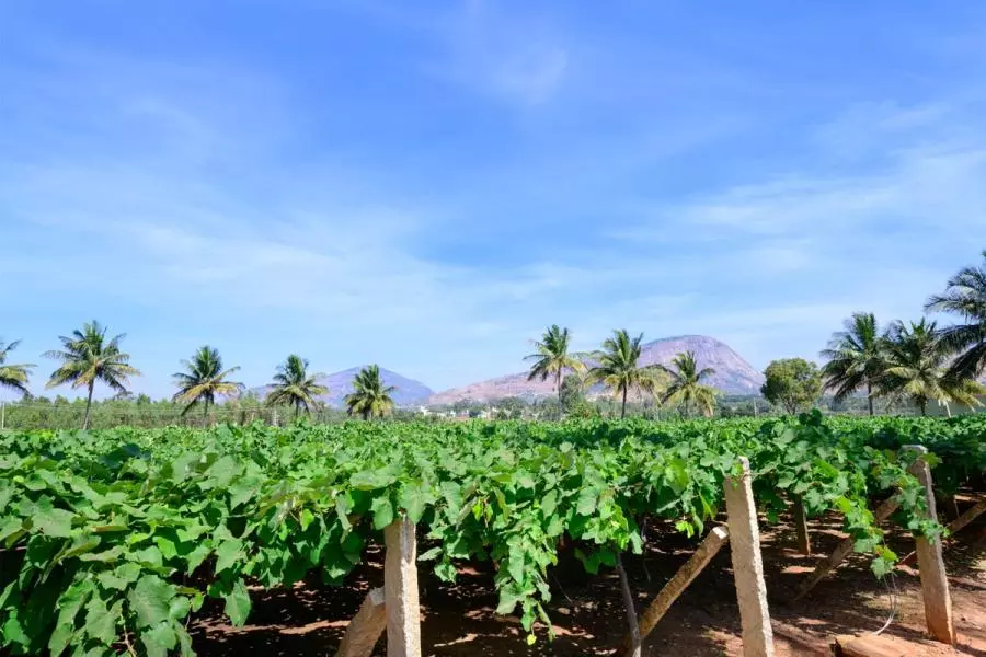 Rows of grapevines on wooden trellises in a vineyard near Bangalore, India, with coconut palms and two granite rock outcrops visible in the background under a clear blue sky.