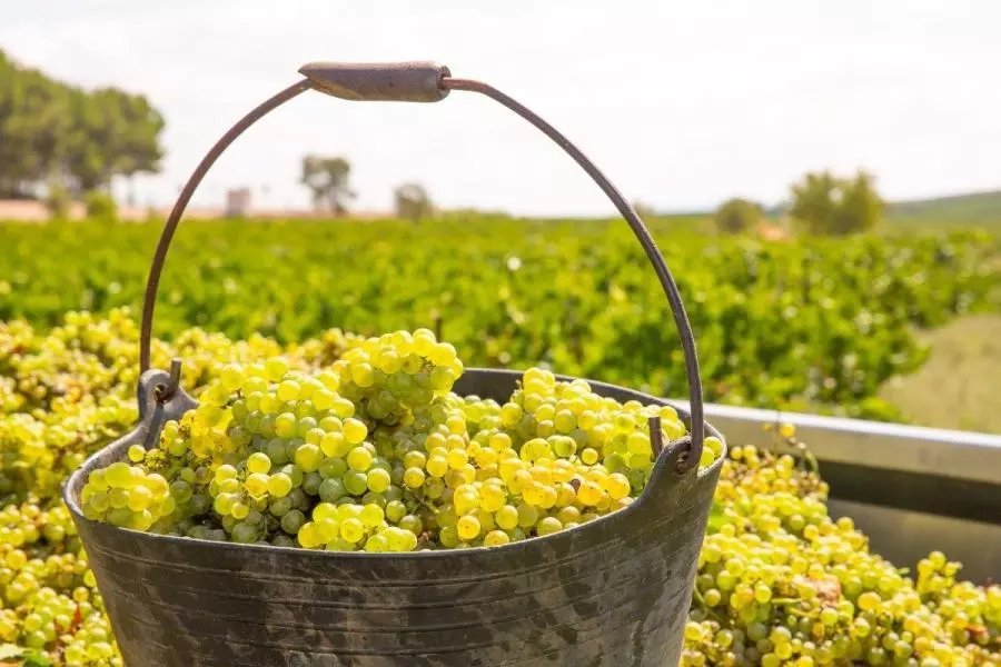 A metal bucket full of freshly harvested Chardonnay grapes, with a green vineyard stretching out under a hazy sky in the background.