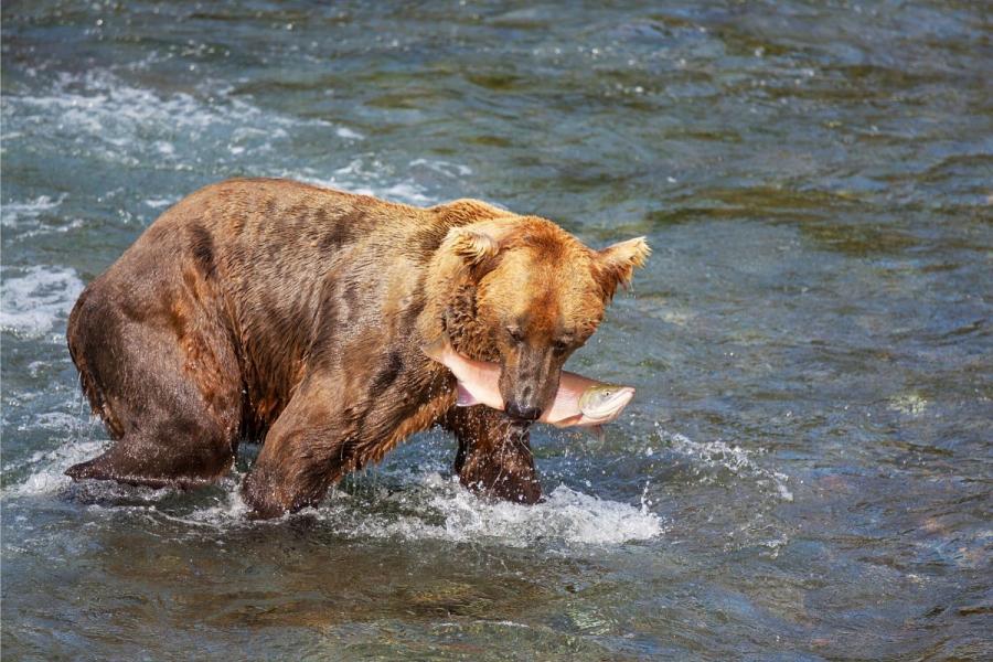 A bear in shallow water with a large salmon in ist mouty.