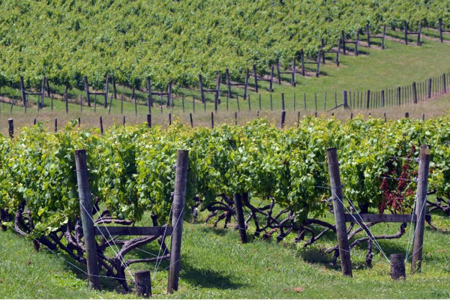 New Zealand vineyard.