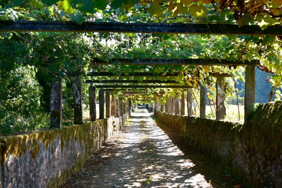 A foothpath under the shade of long vines in Cambados, Galicia.