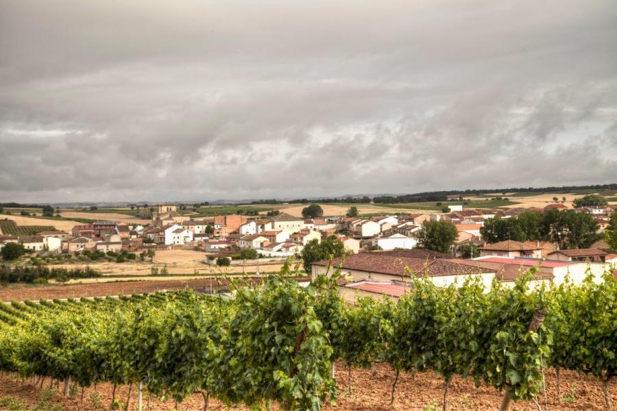 Vineyard in La Horra, Ribera del Duero, Spain.