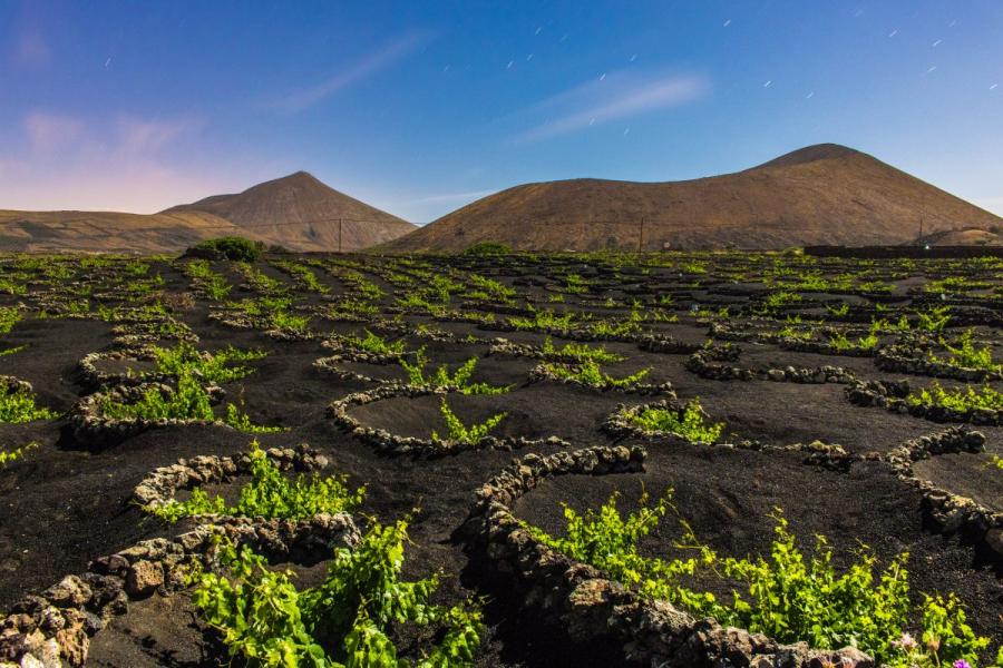 Vineyard in La Geria, Lanzarote with vines planted in hollows in volcanic ash and protected with stone walls.
